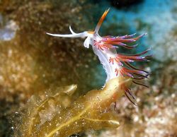Stiff breeze! Flabellina nudibranch at Comino caves near ... by Rob Spray 